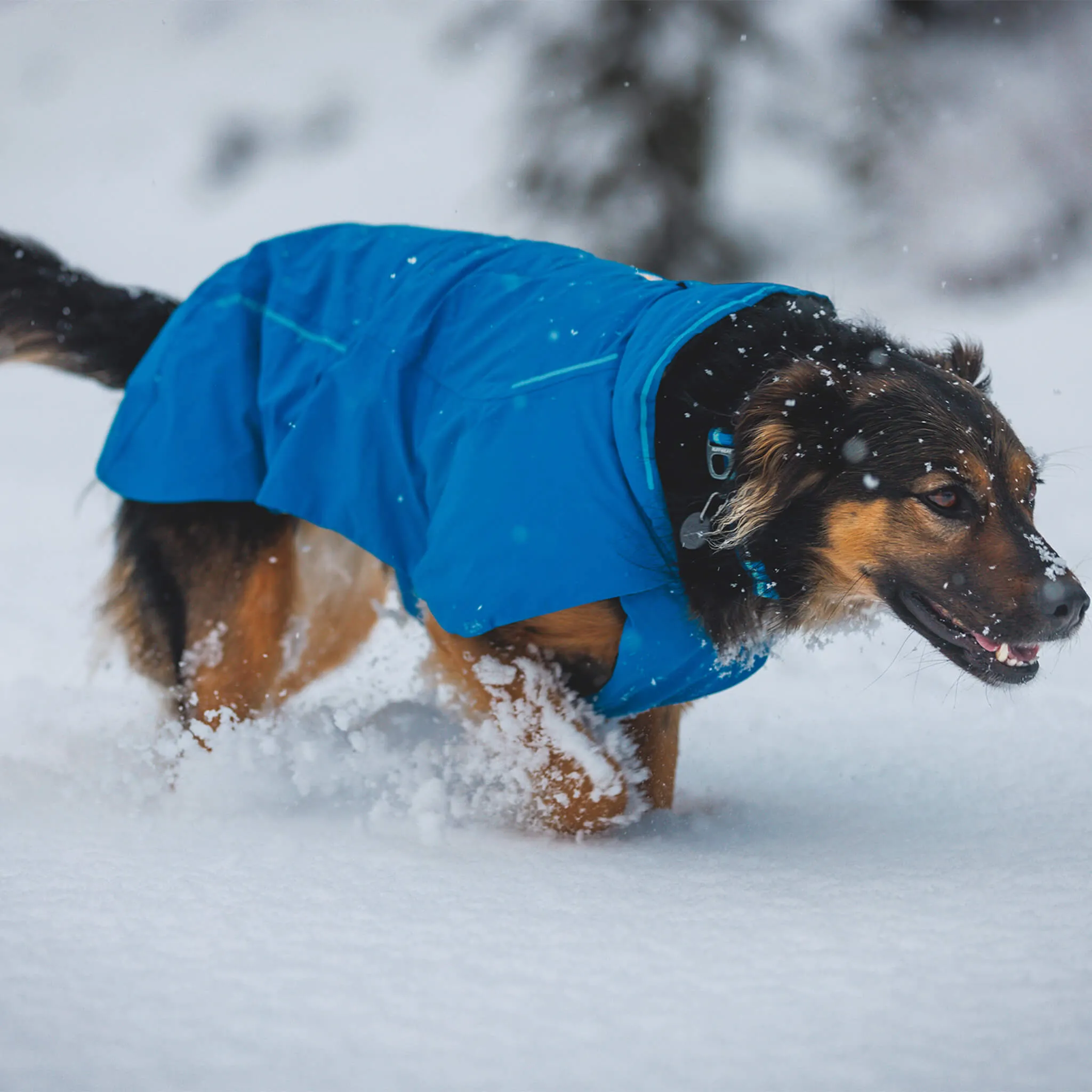 RuffWear Vert Jacket for Dogs